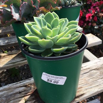 Parkview Nursery - Canyon Crest - Nurseries & Gardening Near Me - Riverside, California Parkview Nursery - Canyon Crest - Nurseries & Gardening Near Me - Riverside, California