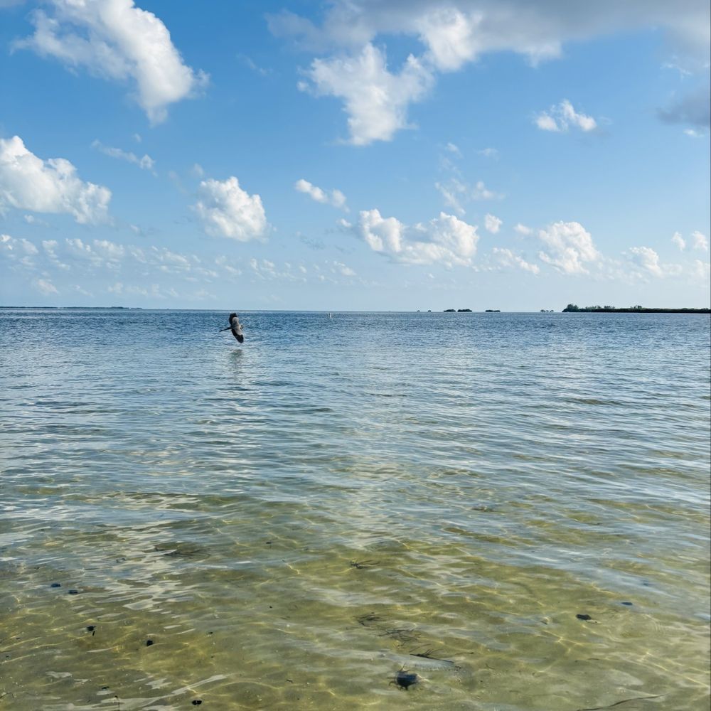 Fred Howard Park - Howard Beach is one of my favorite spots to enjoy nature - Parks Near Me - Tarpon Springs, Florida Fred Howard Park - Howard Beach is one of my favorite spots to enjoy nature - Parks Near Me - Tarpon Springs, Florida