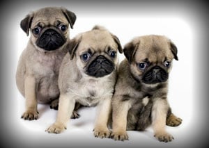 My Heavenly Puppies Image