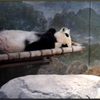 David M. Rubenstein Family Giant Panda Habitat gift card