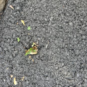 Scaffidi’s Paving And Excavating - Tree growing out of my driveway - General Contractors Near Me - West Haverstraw, New York Scaffidi’s Paving And Excavating - Tree growing out of my driveway - General Contractors Near Me - West Haverstraw, New York
