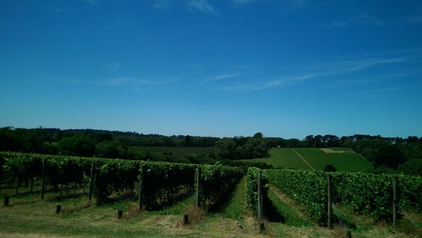 T'Gallant Vineyard by null
