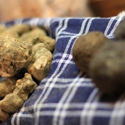 Sagra del Tartufo Bianco di San Miniato