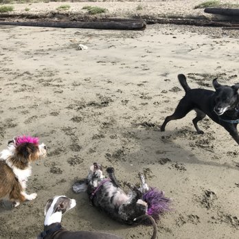 R Positive Dog Walking - R Positive Dogs at the beach - Dog Walkers Near Me - Berkeley, California R Positive Dog Walking - R Positive Dogs at the beach - Dog Walkers Near Me - Berkeley, California