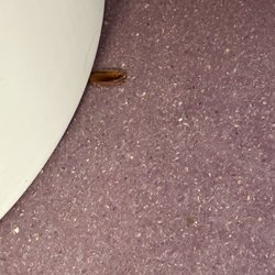 Dumont Center For Rehabilation and Nursing - Dead roach