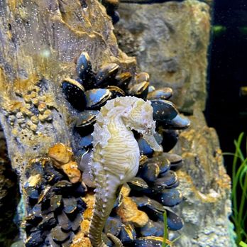 New England Aquarium - Seahorse - Aquariums Near Me - Boston, Massachusetts New England Aquarium - Seahorse - Aquariums Near Me - Boston, Massachusetts