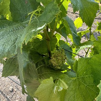 Roche Winery & Vineyards - Wineries Near Me - Sonoma, California