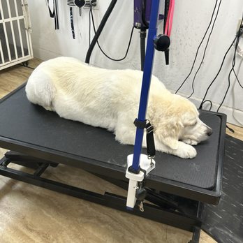 Shaeli’s Place Grooming - Cali napping after her haircut - Pet Groomers Near Me - Manchester, New Hampshire Shaeli’s Place Grooming - Cali napping after her haircut - Pet Groomers Near Me - Manchester, New Hampshire