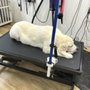 Photo of Shaeli’s Place Grooming