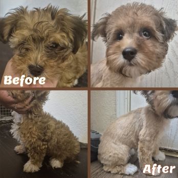 Kritters With Kwirks - Pet Groomers Near Me - Fort Worth, Texas Kritters With Kwirks - Pet Groomers Near Me - Fort Worth, Texas