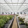 Photo of DVFlora