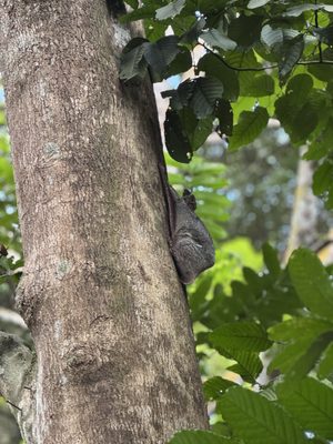 Bukit Timah Nature Reserve by null