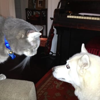 Mccormick Animal Clinic - Brother Escrow & Sister Juneau - Veterinarians Near Me - Nashville, Tennessee