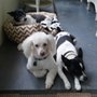 Photo of Dog Grooming by Crystal