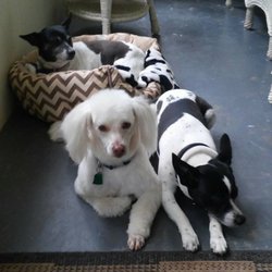 Dog Grooming by Crystal