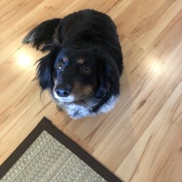 Digby and his haircut