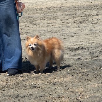 Rosie's Dog Beach - Dog Parks Near Me - Long Beach, California Rosie's Dog Beach - Dog Parks Near Me - Long Beach, California