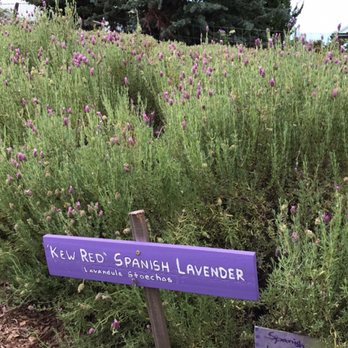 Ali'i Kula Lavender - Many types of lavender - Tours Near Me - Kula, Hawaii