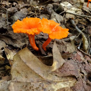 Bear Creek Lake State Park - So colorful. - Parks Near Me - Cumberland, Virginia Bear Creek Lake State Park - So colorful. - Parks Near Me - Cumberland, Virginia