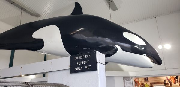 Seaside Aquarium by null