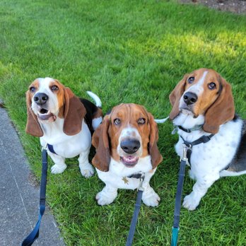 Happy Dog Institute - Pet Training Near Me - Olympia, Washington Happy Dog Institute - Pet Training Near Me - Olympia, Washington