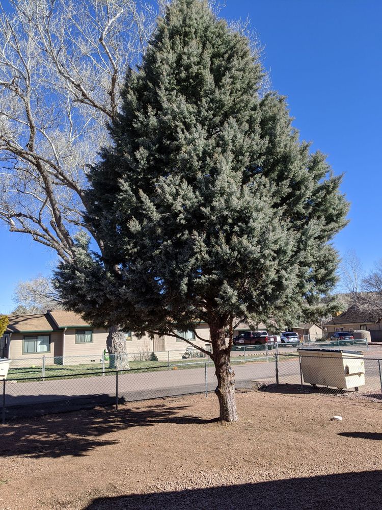 BOB LEE & SONS TREE SERVICE 305 W Oxbow Trl, Payson, AZ Yelp