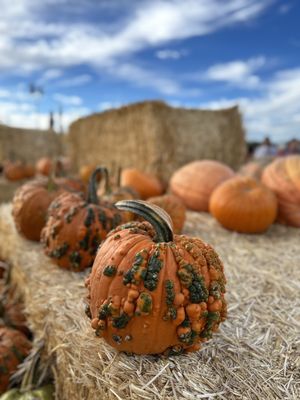 Cool Patch Pumpkins by null