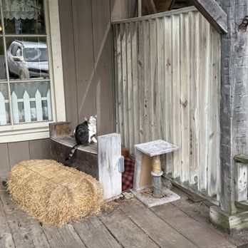 Country Store - Local Cat - Candy Stores Near Me - Washington, Michigan