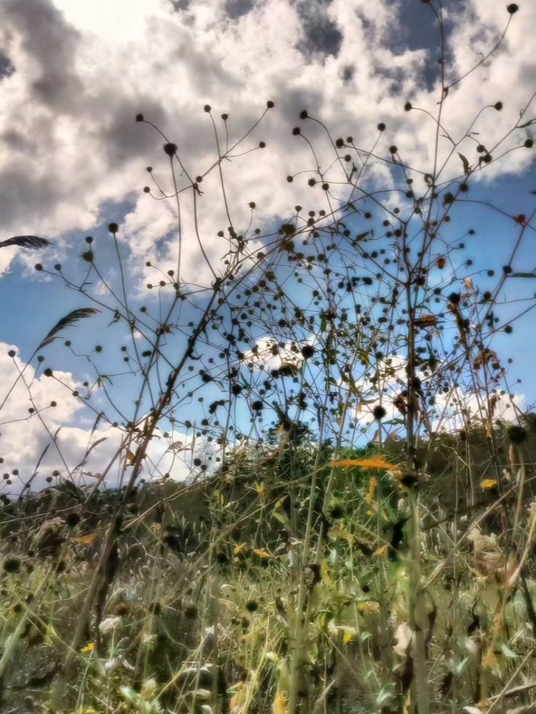 Audubon's Corkscrew Swamp Sanctuary Logo