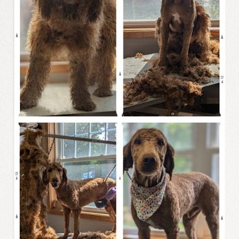 Kim's Pet Resort - Pet Groomers Near Me - Granby, Massachusetts