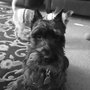 Photo of Karlu Pet Grooming
