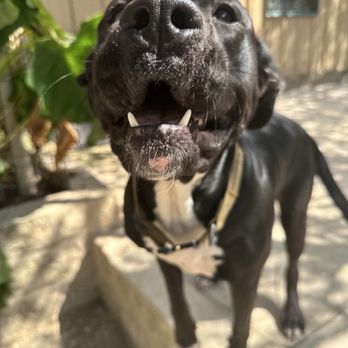 Hill Country Pet Boarding - Moose - House Sitters Near Me - Spicewood, Texas Hill Country Pet Boarding - Moose - House Sitters Near Me - Spicewood, Texas