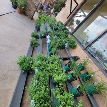 Seed to Table - Herbs - Grocery Near Me - Naples, Florida Seed to Table - Herbs - Grocery Near Me - Naples, Florida