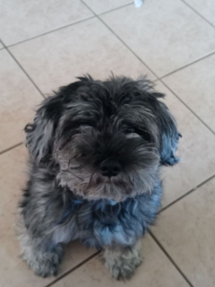 DARLENE’S DOG GROOMING Updated September 2024 17 Reviews 412 W Yosemite Ave, Manteca