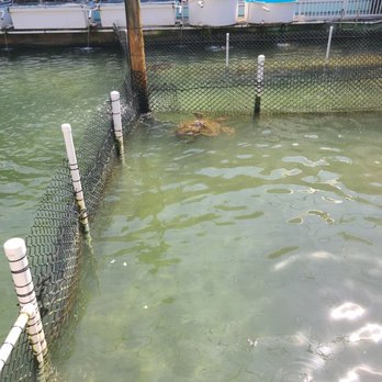 The Turtle Hospital - Veterinarians Near Me - Marathon, Florida The Turtle Hospital - Veterinarians Near Me - Marathon, Florida
