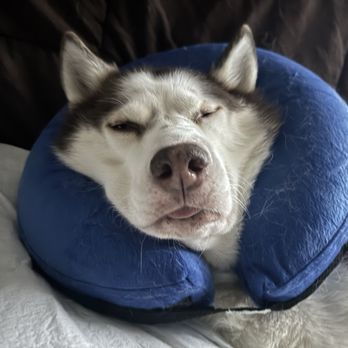 BluePearl Pet Hospital - my husky rita high on pain meds lol - Veterinarians Near Me - Levittown, Pennsylvania BluePearl Pet Hospital - my husky rita high on pain meds lol - Veterinarians Near Me - Levittown, Pennsylvania