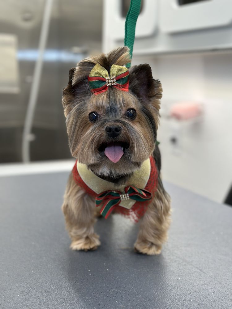 ROYAL FUR MOBILE GROOMING Updated August 2024 Request an