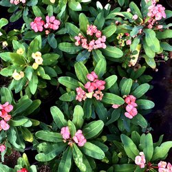 Green Solutions Nursery