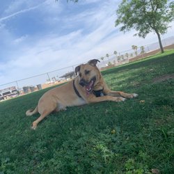 Mulligan Dog Park