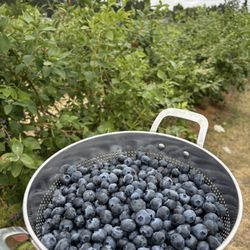 Anderson Blues Farm