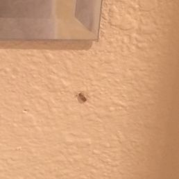 More of the cockroach infestation...