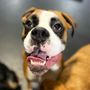 Photo of Canine Craze Performance Center