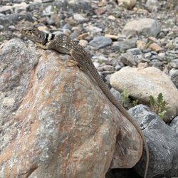Fall Canyon - Collared lizard in situ
