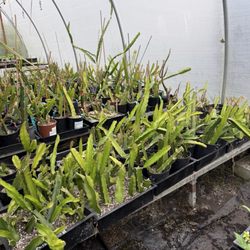 Planting Justice - Dragon fruit