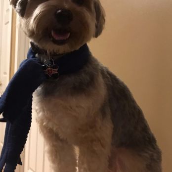 Salon Dog - My pup rocks happy after his first visit at the salon dog - Pet Groomers Near Me - Chicago, Illinois Salon Dog - My pup rocks happy after his first visit at the salon dog - Pet Groomers Near Me - Chicago, Illinois