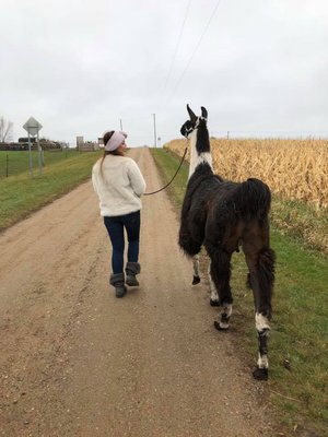 Carlson's Llovable Llamas by null