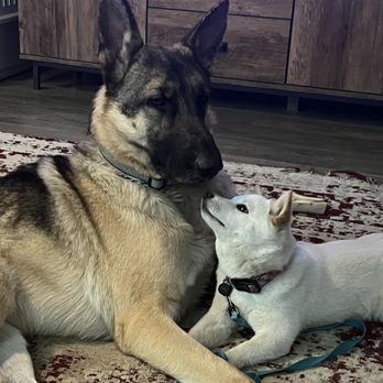 Wag N Bag - Mika and Duke - Pet Waste Removal Near Me Wag N Bag - Mika and Duke - Pet Waste Removal Near Me