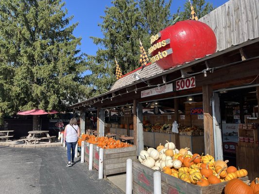 The Famous Tomato by null