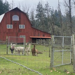 Farm and Alpacas