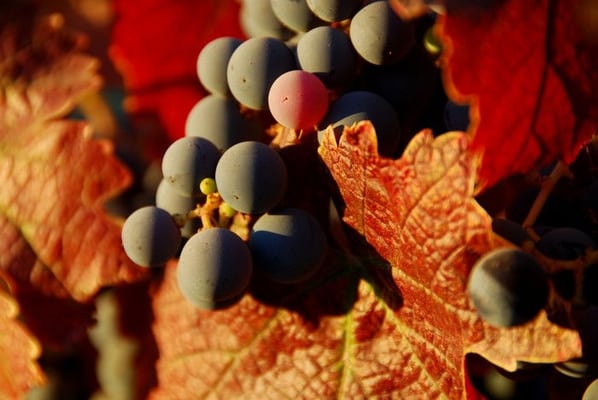 Palumbo Family Vineyard by null